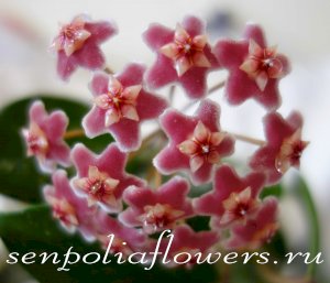 Hoya Pubicalyx var. Bright One